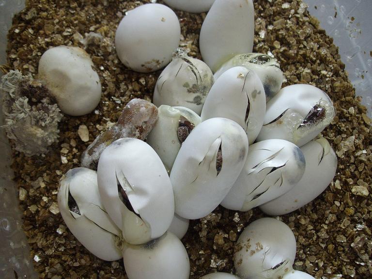 Eclosion serpent des bl&eacute;s naturels possible het anery