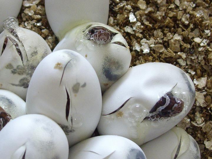 Eclosions serpent des bl&eacute;s naturels possible het. anery