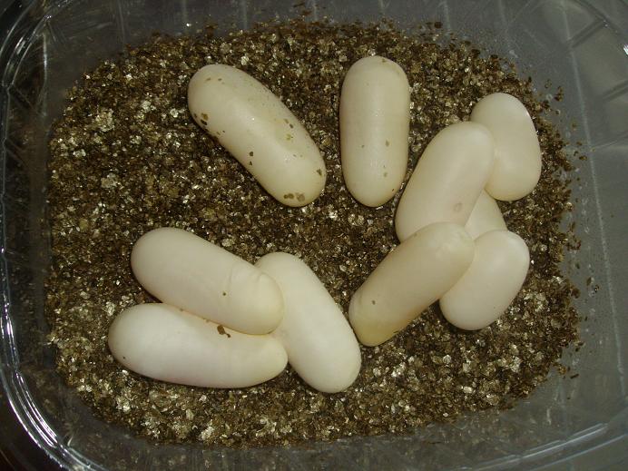 ponte de serpent roi Lampropeltis getulus californiae