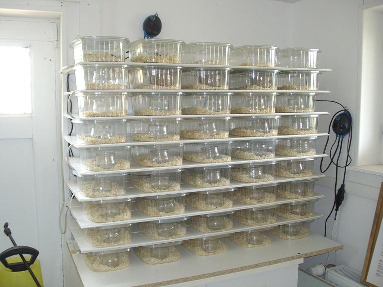 batterie &eacute;levage juv&eacute;niles