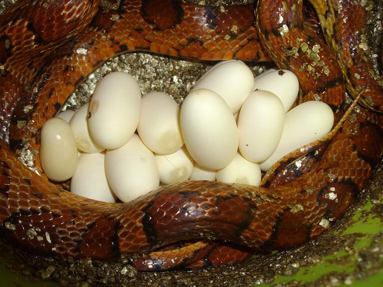 Seconde ponte pantherophis guttatus guttatus