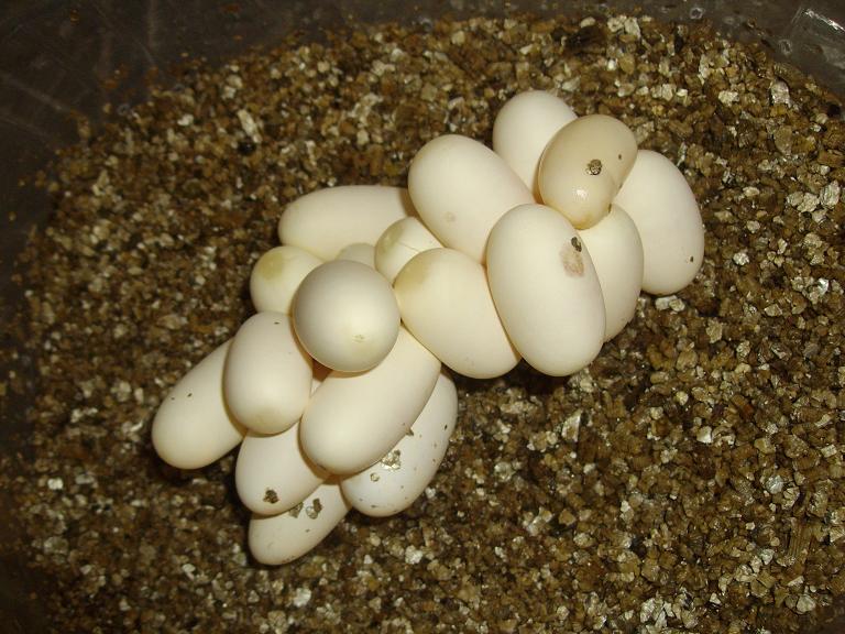 ponte de pantherophis guttatus guttatus