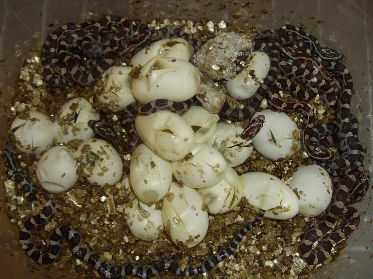 Eclosion serpent des bl&eacute;s