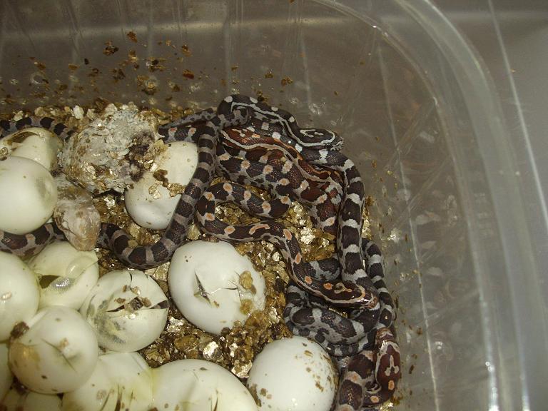 naissance serpent des bl&eacute;s