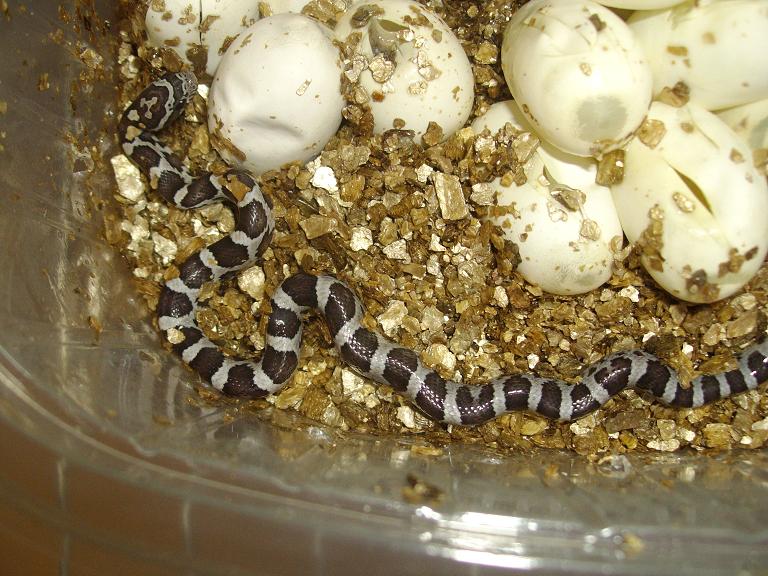 serpent des bl&eacute;s naissances 2009