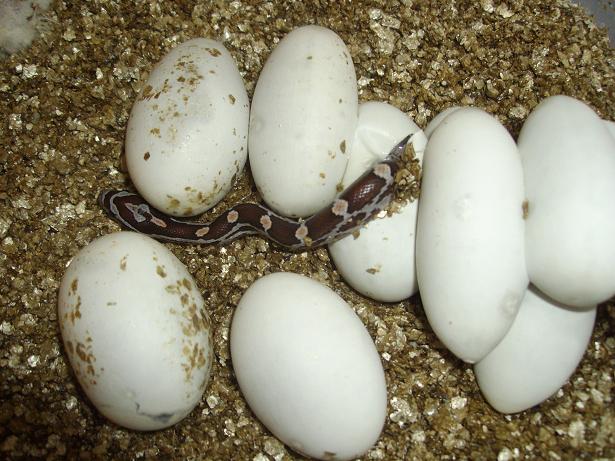 Eclosion Pantherophis guttatus guttatus