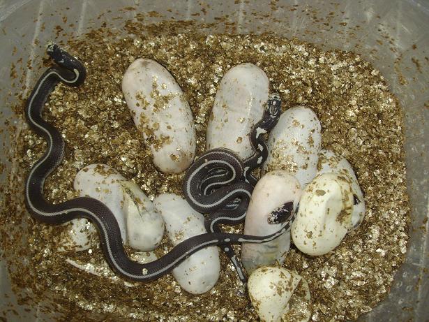 Naissances serpent roi de californie