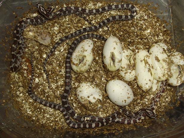 Naissances serpents des bl&eacute;s