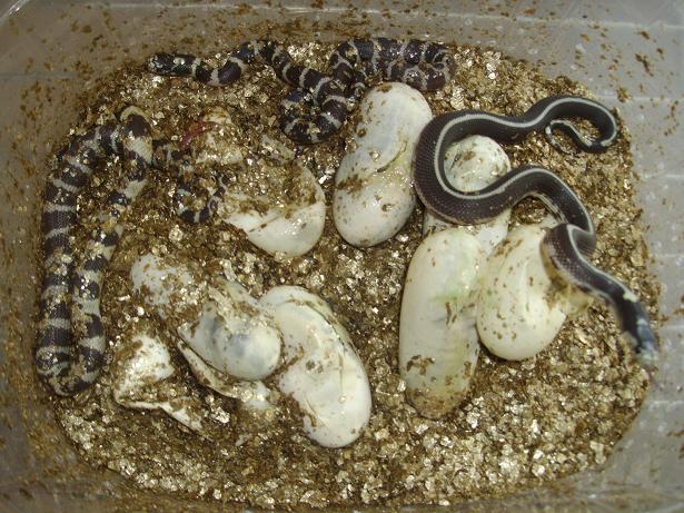 Naissance serpent roi de californie