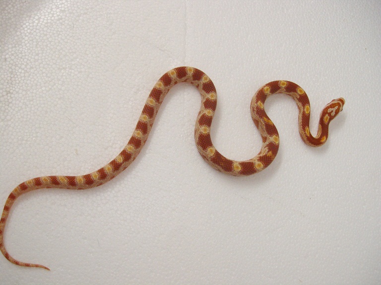 Pantherophis guttatus sp. creamsicle femelle